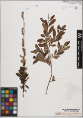 Foto von Salix cinerea L. x Salix purpurea L.